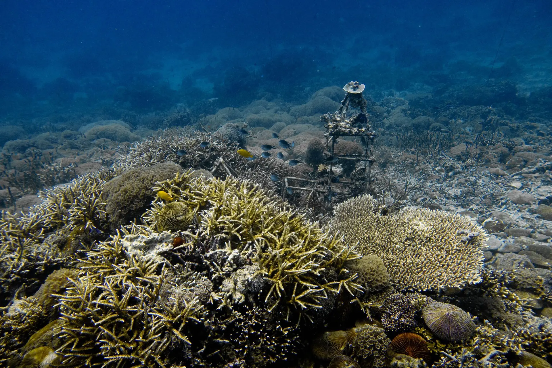 after coral restoration in Gili Air by Blue Marlin Conservation showing coral growth over two years.