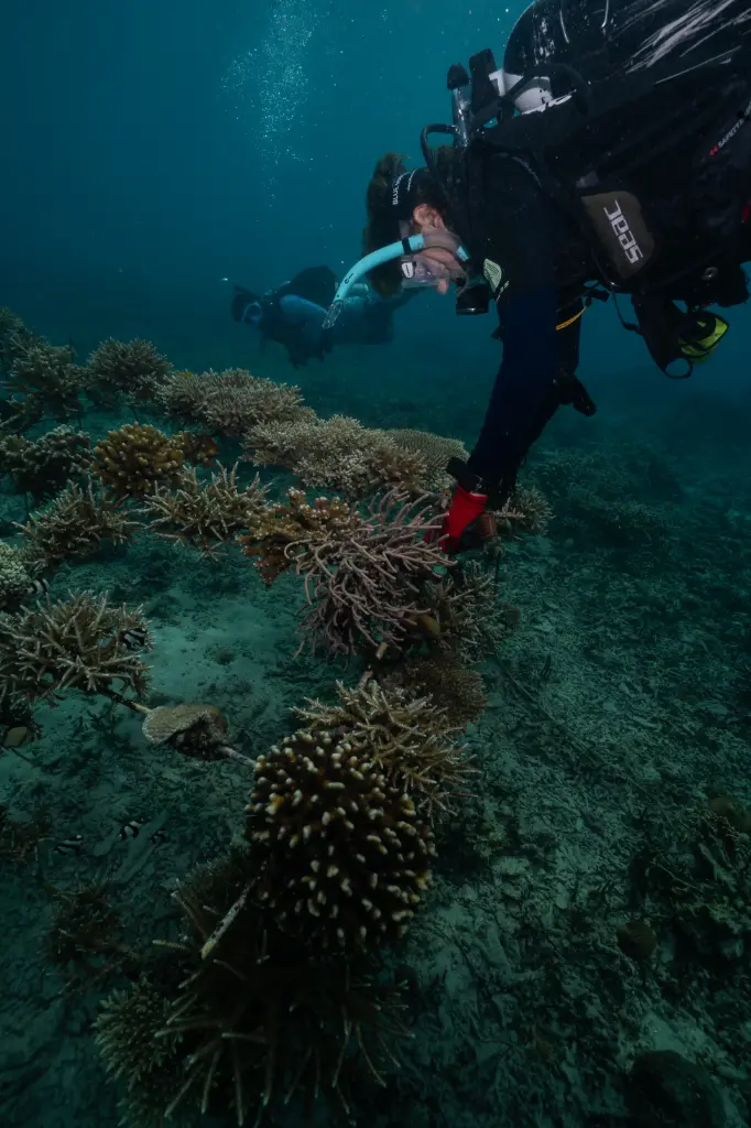 Coral Restoration Workshop