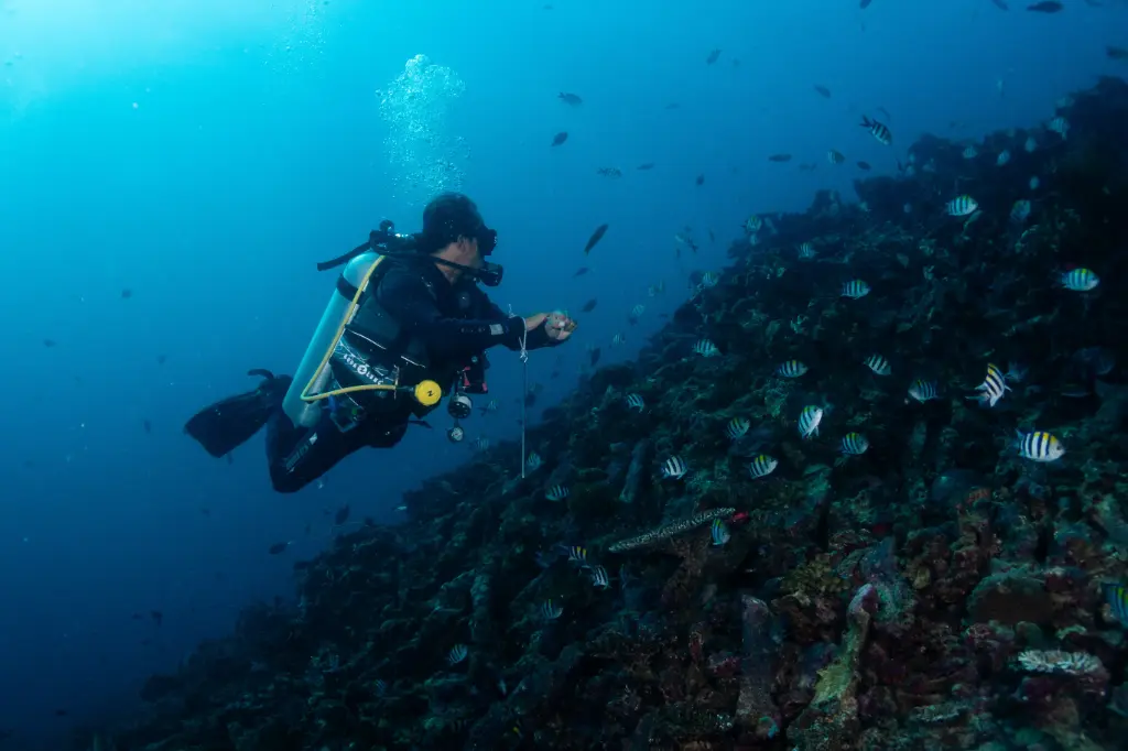 Fun Dive