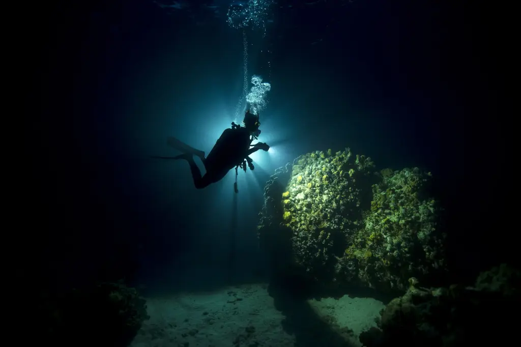 Fun Dive (Night)